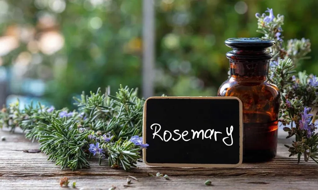 rosemary leaf benefits for brain and mood